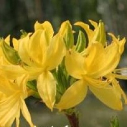 Rhododendron luteum
