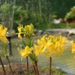 Rhododendron luteum