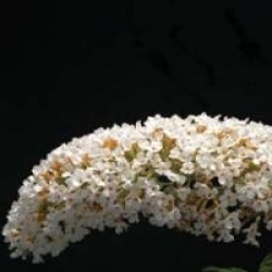 Buddleia White Profusion