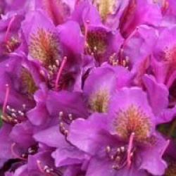 Rhododendron 'Marcel Menard'