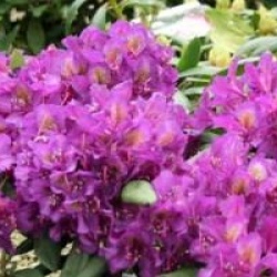 Rhododendron 'Marcel Menard'