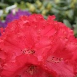 Rhododendron 'Markeeta's Prize'