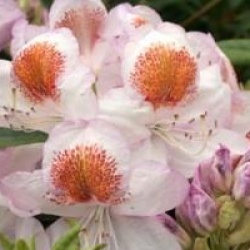 Rhododendron hybride Mrs T.H Lowinsky