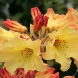 Rhododendron 'Nancy Evans'