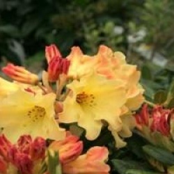 Rhododendron 'Nancy Evans'