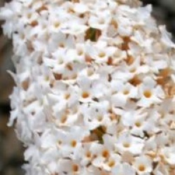 Buddleja davidii 'White Profusion'