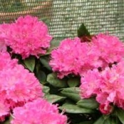 Rhododendron 'Rocket'
