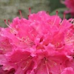 Rhododendron 'Rocket' - Rhododendron hybride Rocket