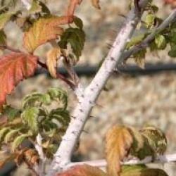 Rubus thibethanus 'Silver Fern'