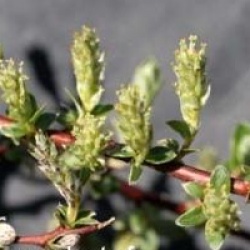 Salix repens 'Voorthuizen'