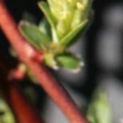 Salix repens 'Voorthuizen'