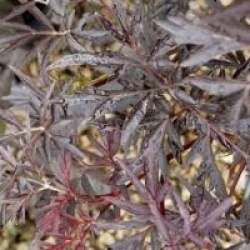 Sambucus nigra f. porphyrophylla Black Lace 'Eva' cov 