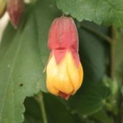 Abutilon 'Kentish Belle'
