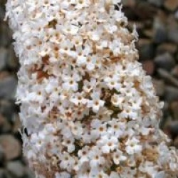 Buddleja davidii 'White Profusion'