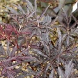 Sambucus nigra f. porphyrophylla Black Lace 'Eva' cov 