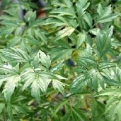 Sambucus nigra f. laciniata