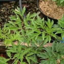 Sambucus nigra f. laciniata