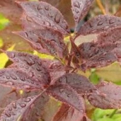 Sambucus nigra porphyrophylla 'Guincho Purple'