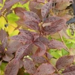 Sambucus nigra porphyrophylla 'Guincho Purple'