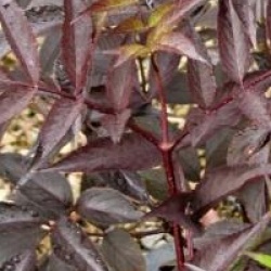 Sambucus nigra f. porphyrophylla 'Black Beauty 'Gerda' cov