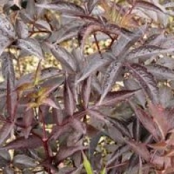 Sambucus nigra f. porphyrophylla 'Black Beauty 'Gerda' cov