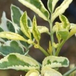 Sambucus nigra 'Madonna' - Sureau panach� Madonna