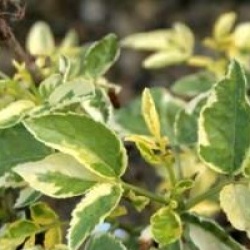 Sambucus nigra 'Madonna'