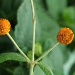Buddleia globosa