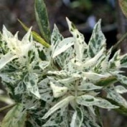 Sambucus nigra 'Pulverulenta' - Sureau Pulverulenta