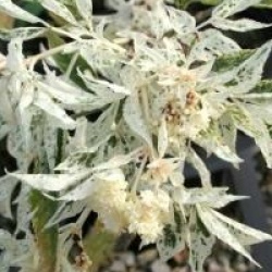 Sambucus nigra 'Pulverulenta'