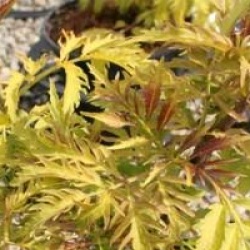 Sambucus racemosa 'Sutherland Gold'