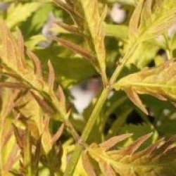 Sambucus racemosa 'Sutherland Gold'