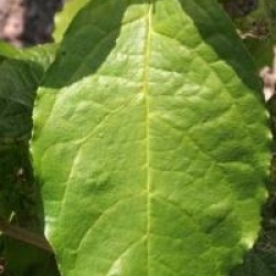 Sinocalycanthus chinensis 
