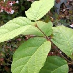 x Sinocalycanthus raulstonii 'Hartlage Wine'