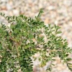 Sophora davidii 