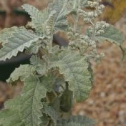Buddleja glomerata - Buddleia glomerata