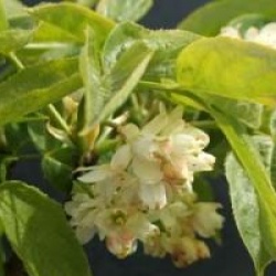 Staphylea pinnata