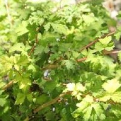 Stephanandra incisa 'Crispa'