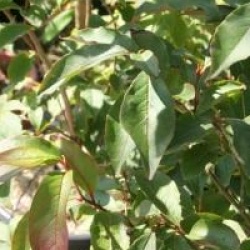 Stewartia sinensis