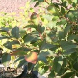 Stewartia monadelpha 