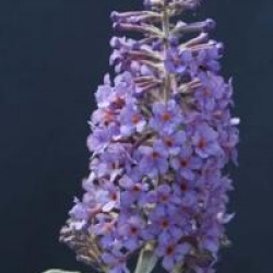 Buddleja 'Lochinch' - Buddleia Lochinch