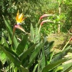 Strelitzia reginae 