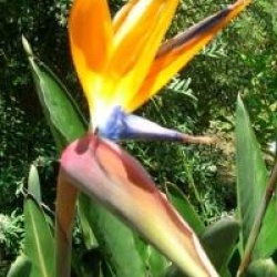 Strelitzia reginae 