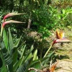Strelitzia reginae 