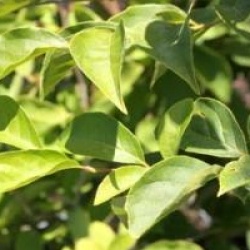 Styrax japonicus 'Fargesii'
