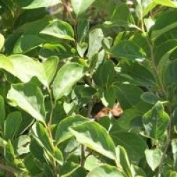 Styrax japonicus 'Fargesii'