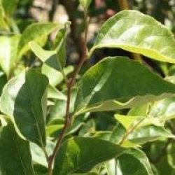 Styrax japonicus 'Fargesii'