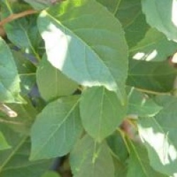 Styrax japonicus 'Benibana Pink Chimes'