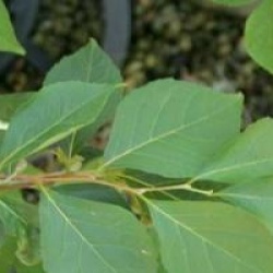 Styrax japonicus 'Benibana Pink Chimes'