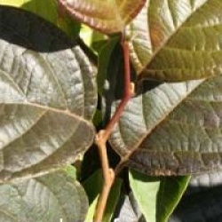 Styrax japonicus 'Purple Dress'